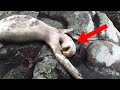 Teenagers Were Shocked When They Found This Bizarre Creature Inside A Cave!