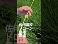 佐用高校のドローン直播圃場の様子をお伝えします(8月15日)