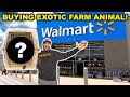 Buying EXOTIC Farm Animal from STRANGER in WALMART Parking Lot!!!