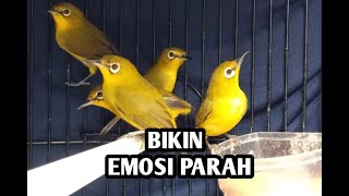 pleci betina ribut bikin jantan tambah emosi