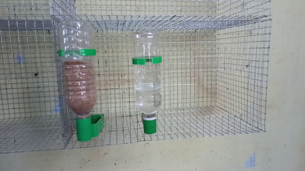 bird cage feeder cups