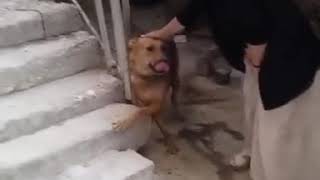 Gökan Güney Candan Sevmeli ❤️🐕🐈❤️