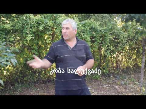 ახალგაზრდა რეპორტიორი   გამრიცხველიანება ძიმითში