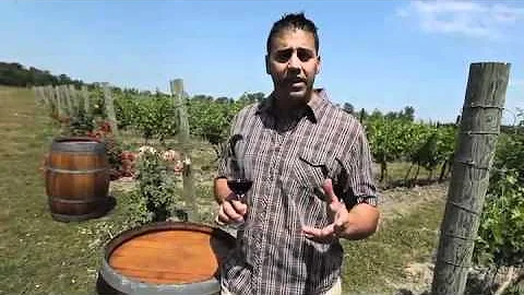Harrow-area Winery Excited About Change To Ontario...
