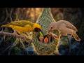 Baya Weaver: 100 Days From Egg to Survivor | Bird Life Cycle Documentary