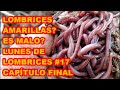 LOMBRICES AMARILLAS❓ ES BUENO O MALO❓ ÚLTIMO SEGUIMIENTO, CAPÍTULO FINAL DE LUNES DE LOMBRICES (#17)