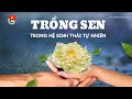 Cùng sống xanh số 84: Trồng sen trên đất trũng và giải pháp thuận tự nhiên