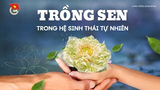 Cùng sống xanh số 84: Trồng sen trên đất trũng và giải pháp thuận tự nhiên