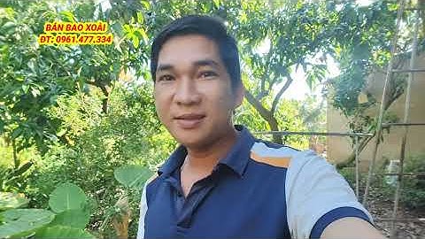 Giá xoài đài loan hôm nay 1/12/2025