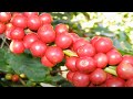 WOW! Amazing Agriculture Technology - Coffee