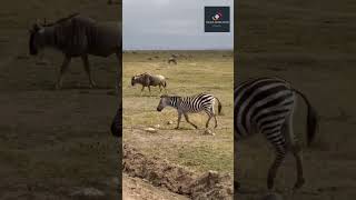 🤩🤩Nature| Wild Animals In Kenya🤩
