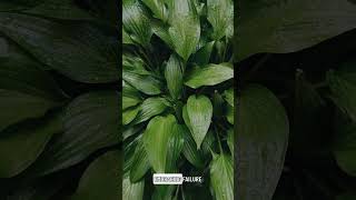 Creative Self-Mastery: Why Knowing When to Fold is Key