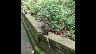 Sangeh Monkey Forest !!! - in Bali, 2020