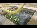 हरि सब्जी तोरी, तोरी की खेती, तोरी सफाई #farmer ##किसान #farmerlife #kisan #viral #video #trending