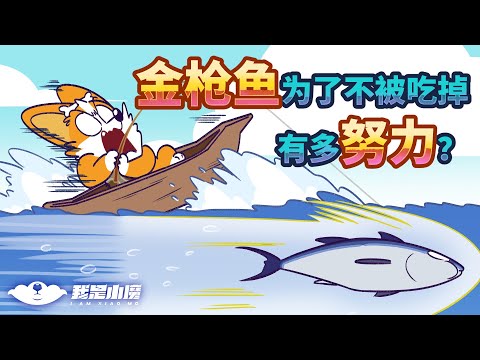 【小魔】你知道金枪鱼为了不被吃掉，有多努力吗？