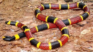 10 Serpents Exotiques Uniques Dans Le Monde