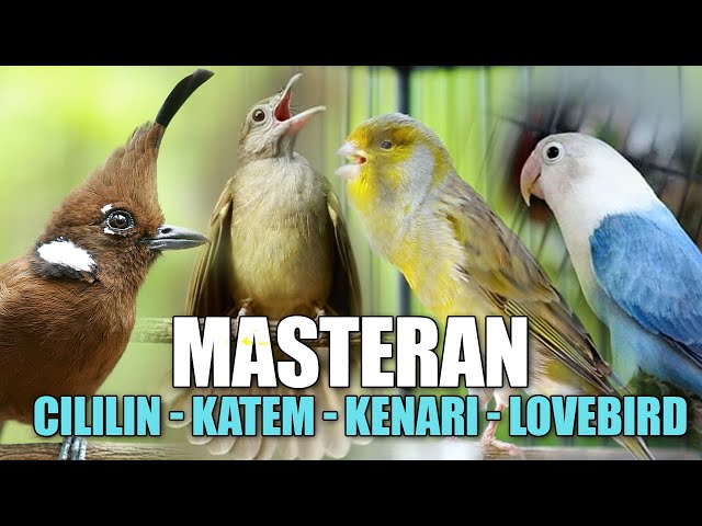 MASTERAN CILILIN - KENARI - KAPAS TEMBAK - LOVEBRID COCOK BUAT MATERI LOMBA class=