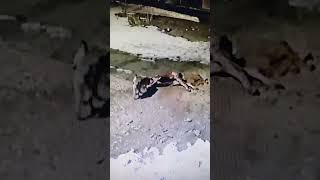 Erzurum Tekman ilçesinde kayda alınan en büyük gri kurt