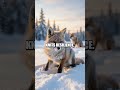 Frozen Spark The Arctic Fox Cub's First Foray