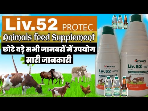 liv 52 protec animal feed supplement भूख वजन बढ़ाने की दवा