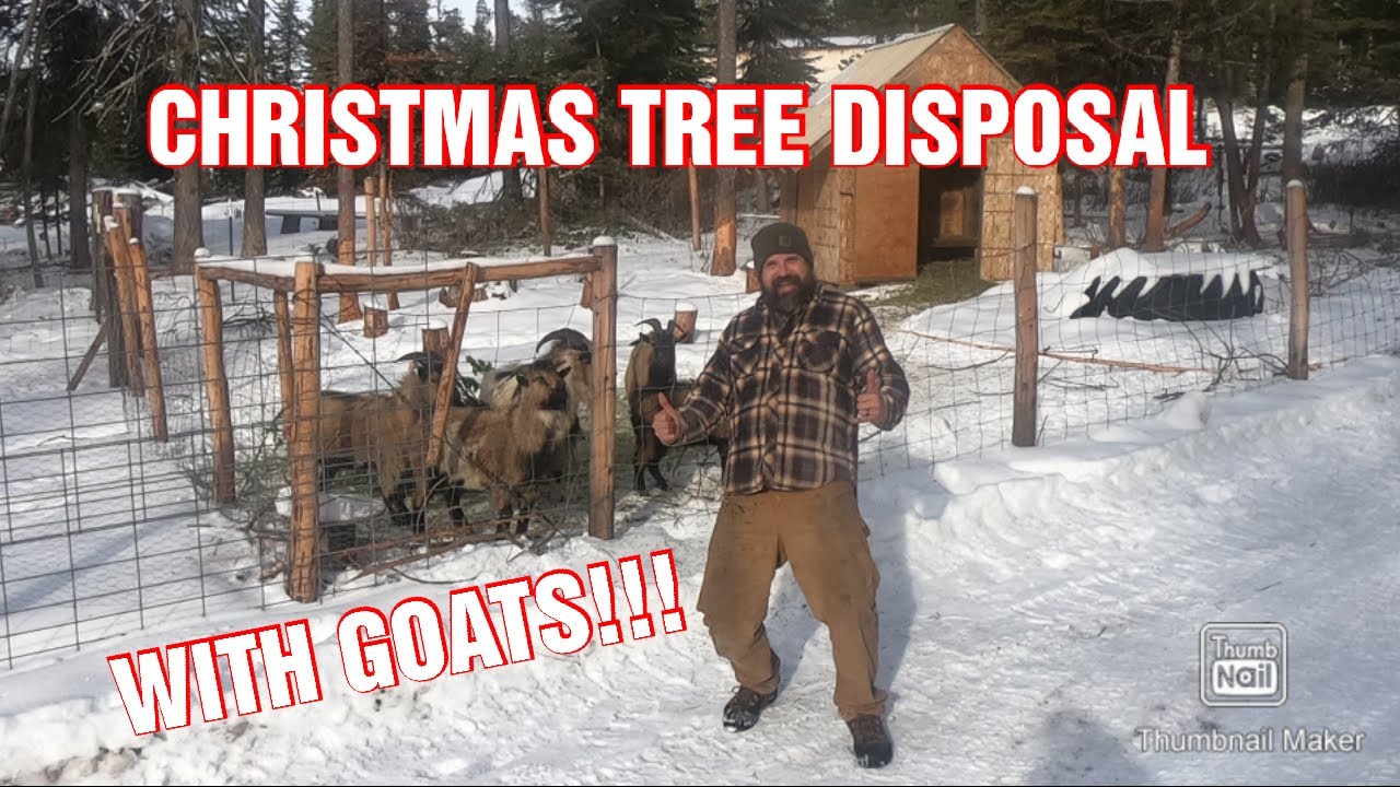 How fast can goats eat a Christmas tree? YouTube