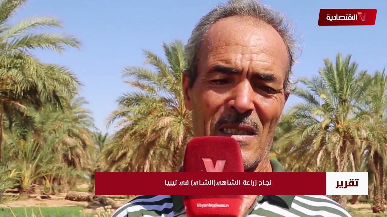 نجاح زراعة الشاهي(الشاي) في ليبيا