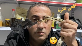 افعى من فيتنام تعرف عليها (Taiwanese Beauty snake) مع جمال العمواسي