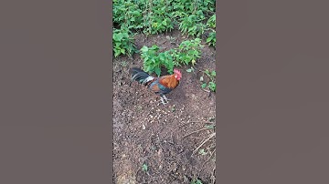 gà rừng giải tư đây ae ơi.qaib qus zaim 4 nawb