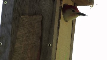 Red bellied Woodpecker Excavating Nest Box