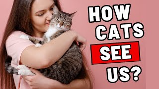 How Do Cats Really See Us (Owners, Parents, Big Cats?)