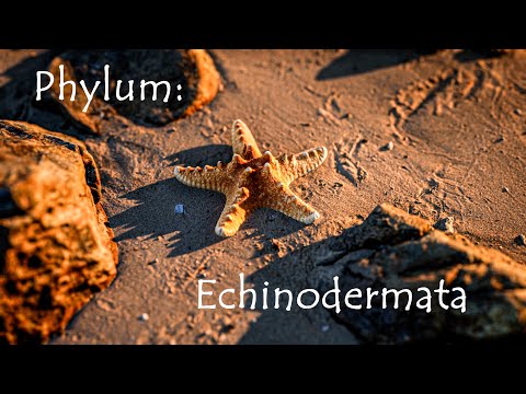 Video: Echinodermata Kayu Lapis