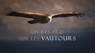 Un Regard Sur Les Vautours [GORGES DU VERDON]