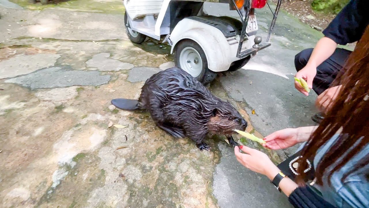 素敵な来園者様達にエサを貰うと爆食サービスするビーバー