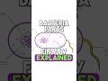 Bacteria Parts Finally Explained!