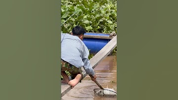 Câu cá vồ đém khủng sông Hậu mùa nước lũ bằng mồi sâu sứ #fishing #cuoccauca #mientay #caucathugian