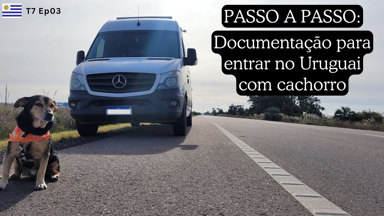 Quais os documentos e exigências para entrar com seu cachorro no ...