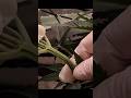 Skunk Afghani - More Training