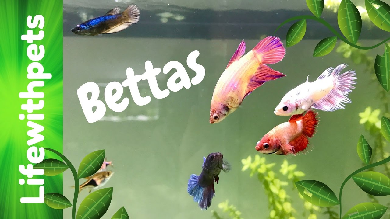 female betta community tank