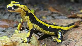 Wetlands Awareness with Acton Conservation