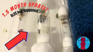 I Kept Ants for 60 Days.. News