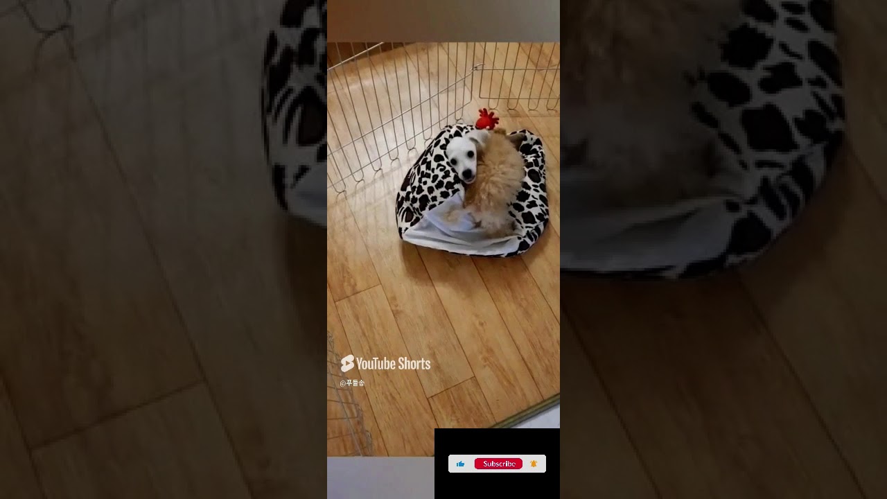 푸들송Poodle Song 