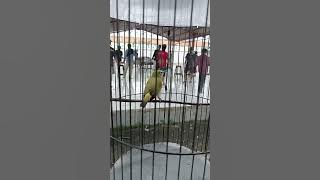 Yang lagi viral , pleci buxtoni nembak materi ngebren siblek #plecimaniaindonesia #plecibuxtoni