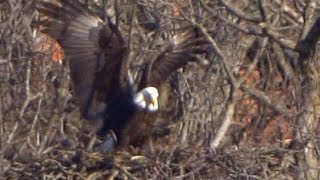 American Bald Eagles at Lake Jacomo, Missouri