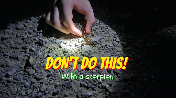 Ridiculous Arizona Snake Hunting trip!