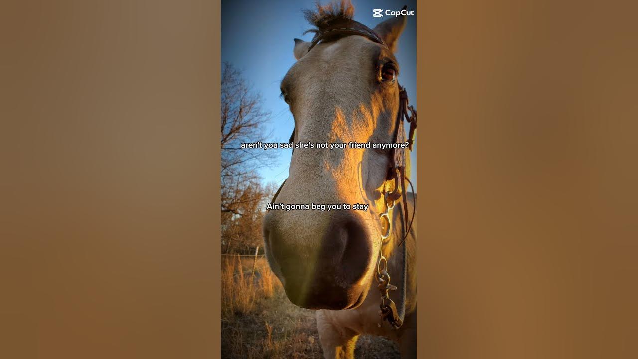Ain't Gonna Beg You To Stay Luke Bryan Ain't gonna beg you to stay #horses #equestrian #relatable - YouTube