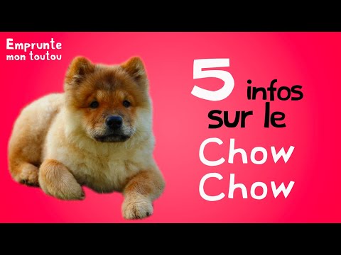 Vidéo: 5 Faits Amusants Sur Le Chow Chow