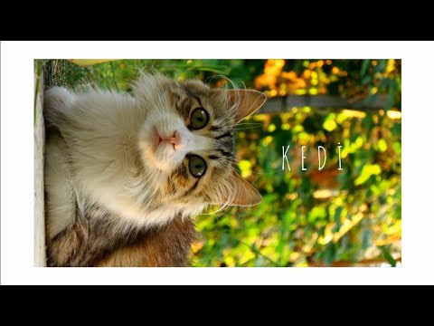 1 dakika 12 saniyelik bir kedi videosu