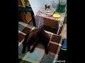 Crazy attention seeking cat.