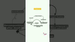 Nitrogen Cycle Flow chart|#shorts #scienceshort #nitrogencycle #sciencenotes
