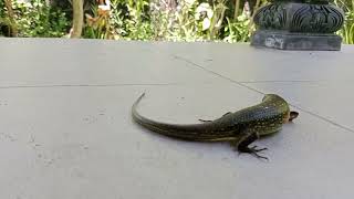 Seekor kadal cari makan di beranda rumah@wayanmudrawan7893